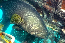 Sipadan_2015_Loche ou Merou geant_Epinephelus lanceolatus_IMG_2613_rc